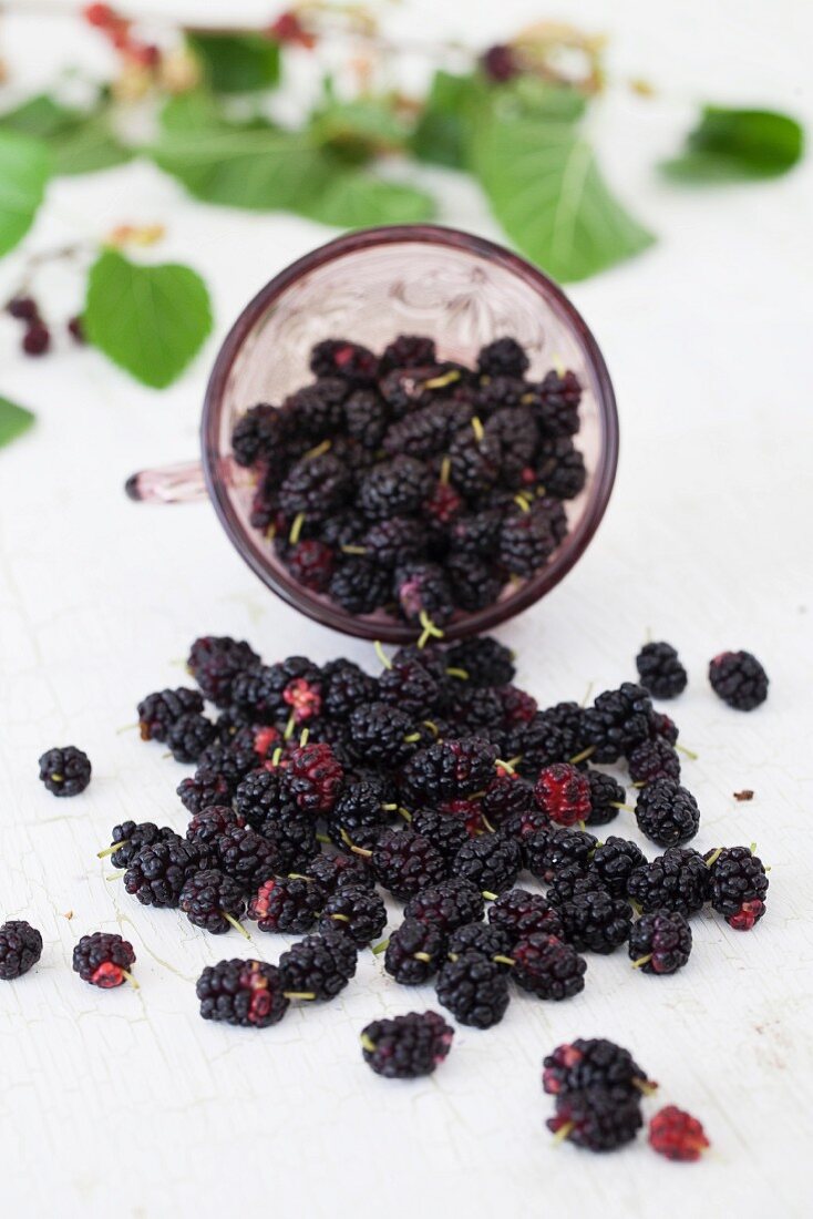 Maulbeeren vor umgekipptem Glas