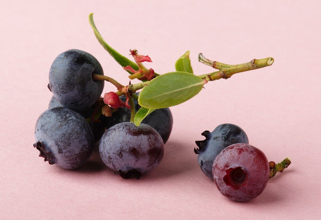 Blueberries on the stalk with a leaf