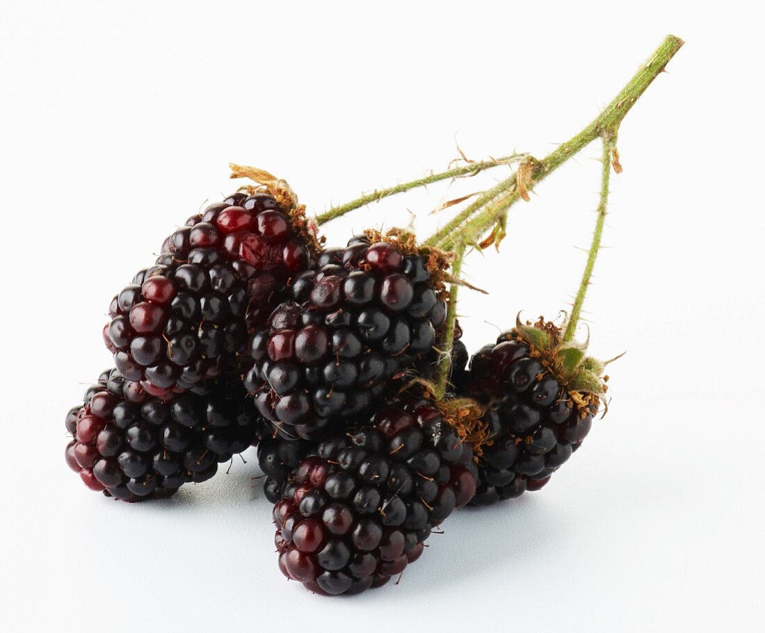 Brombeeren am Stiel