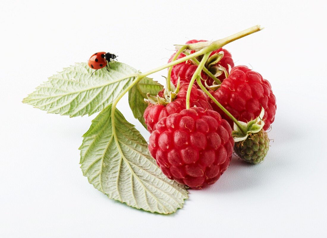 Himbeeren