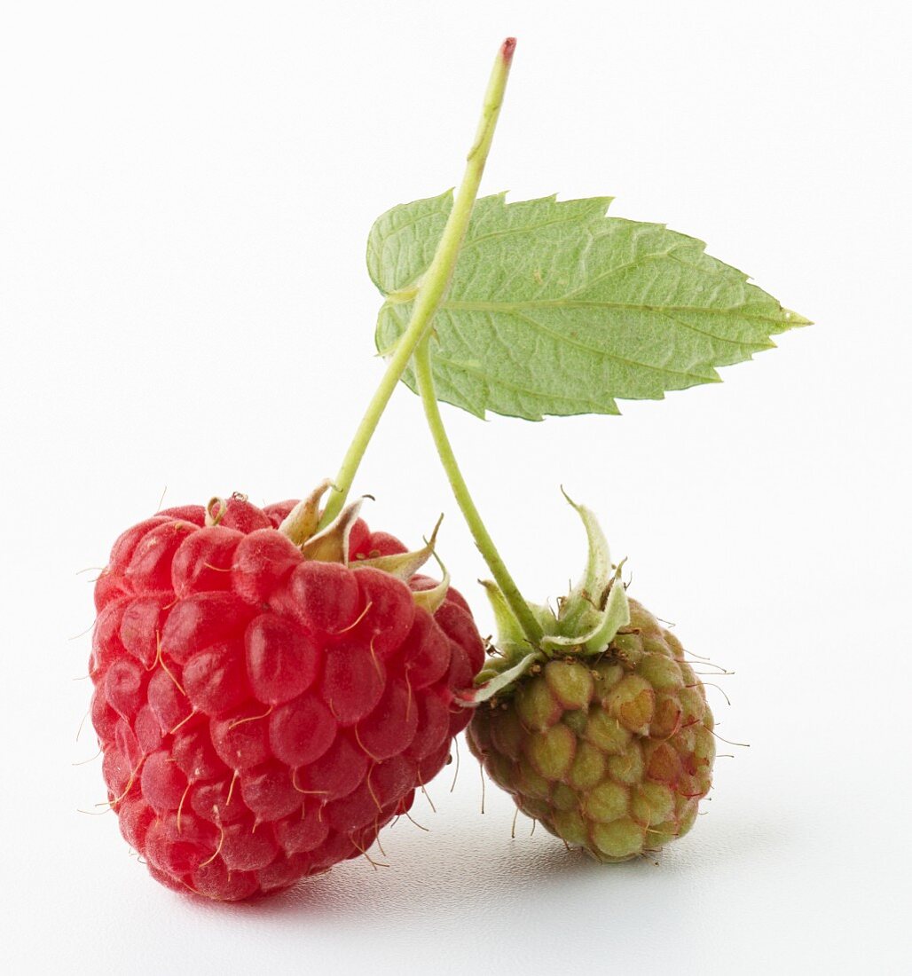 Raspberries - ripe and unripe (close-up)