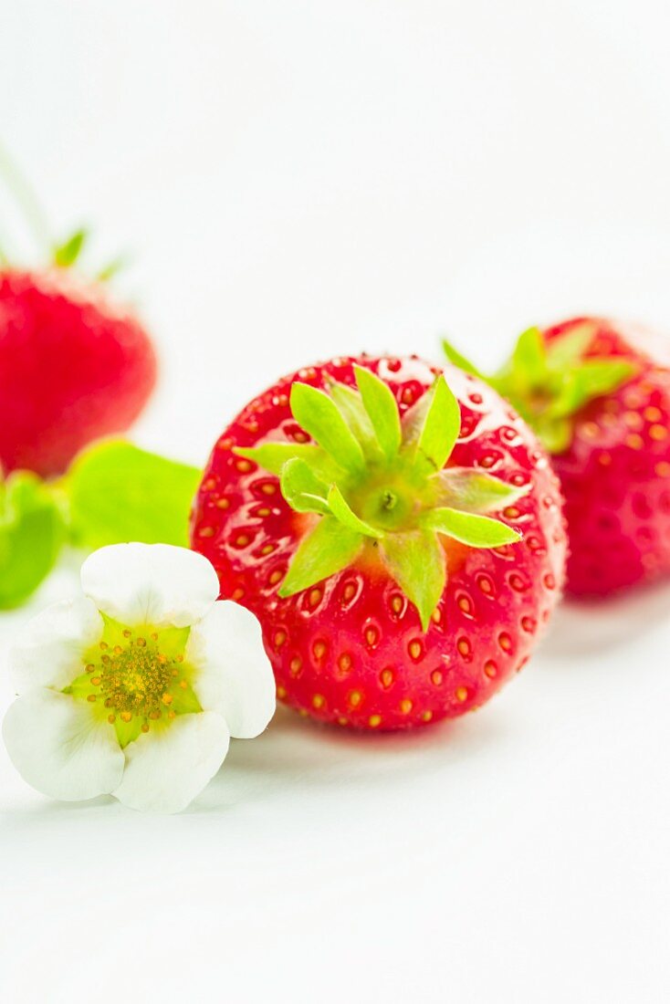 Erdbeeren mit Erdbeerblüte