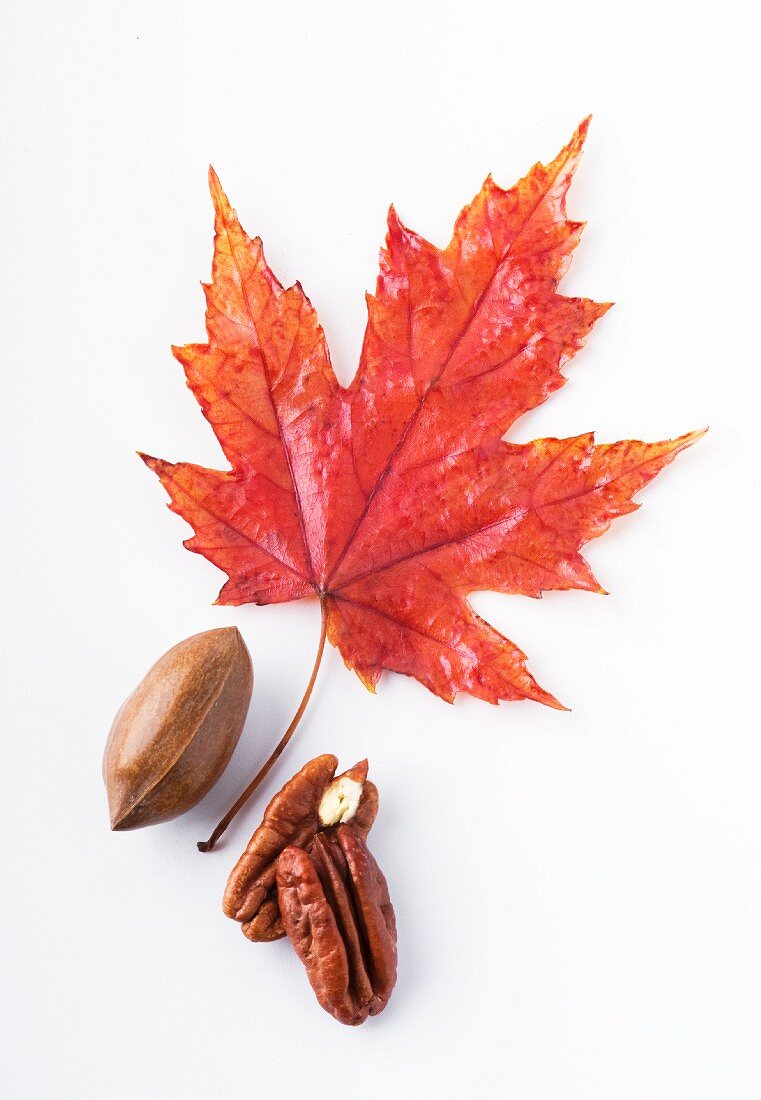 Pecan nuts and a maple leaf