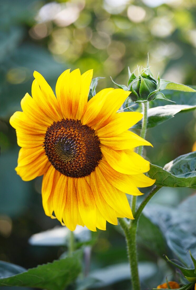 Eine Sonnenblume im Garten