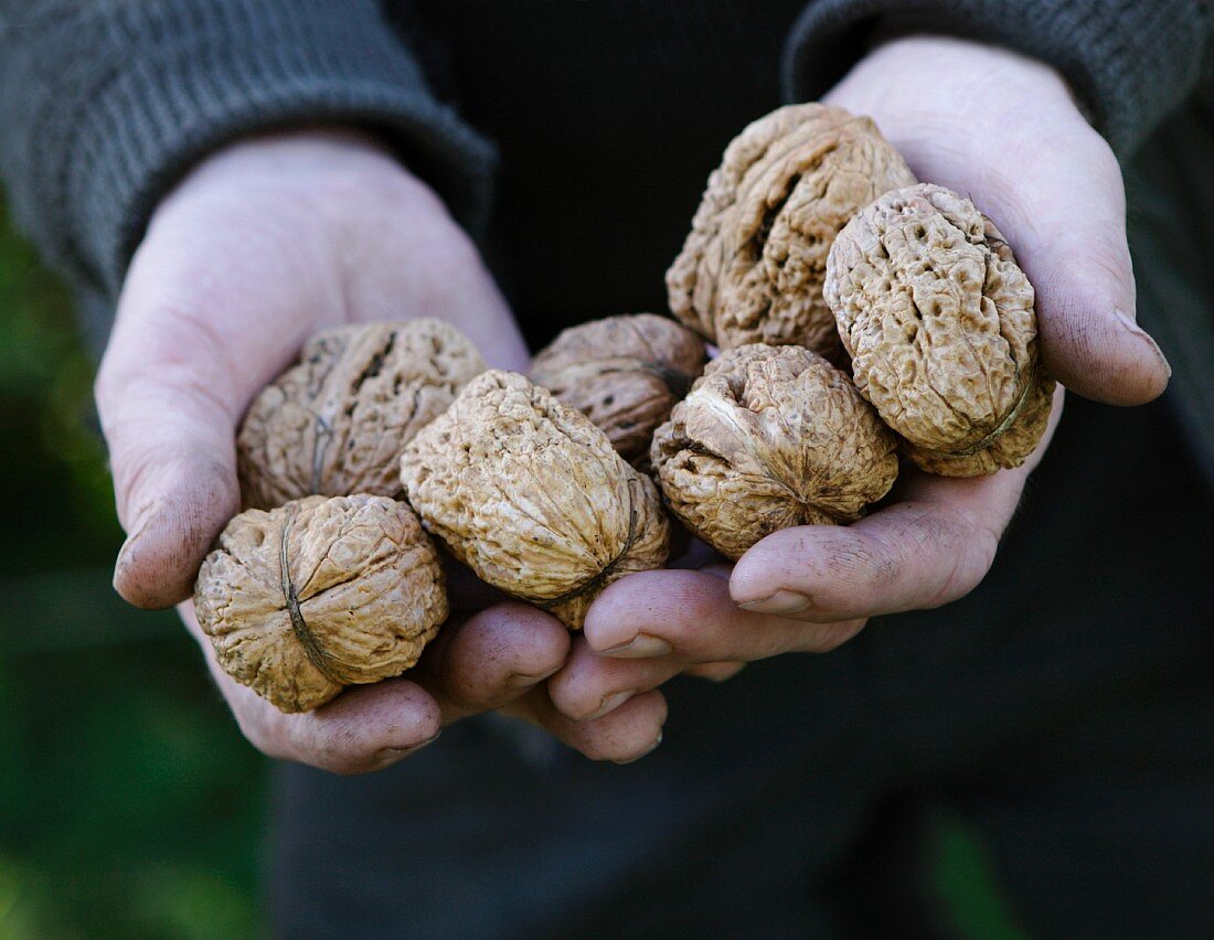 Hands holding walnuts