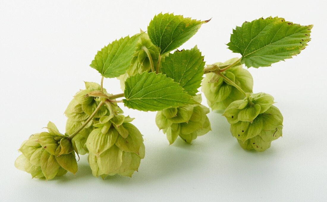 Hopfen