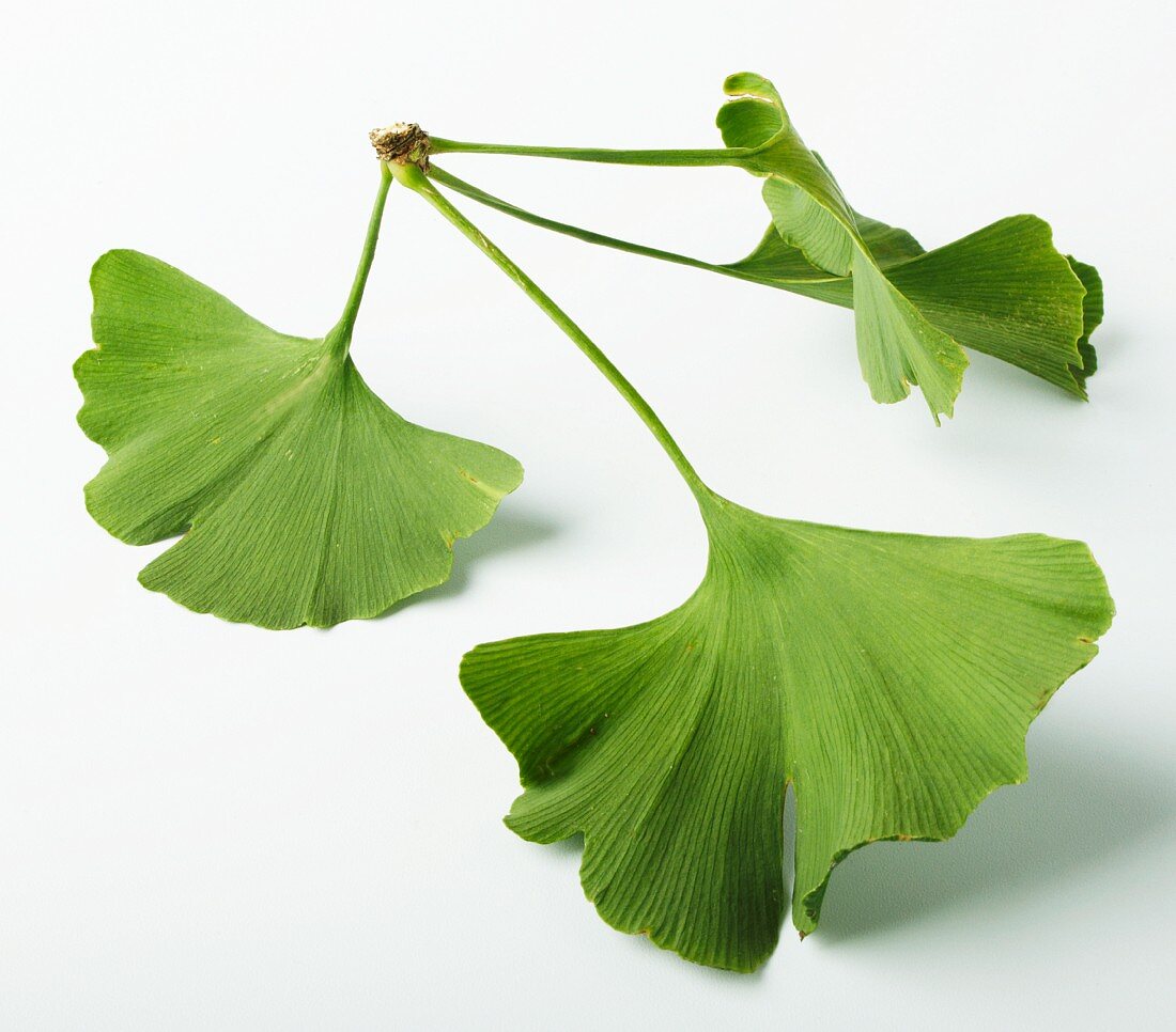 Ginkgo leaves