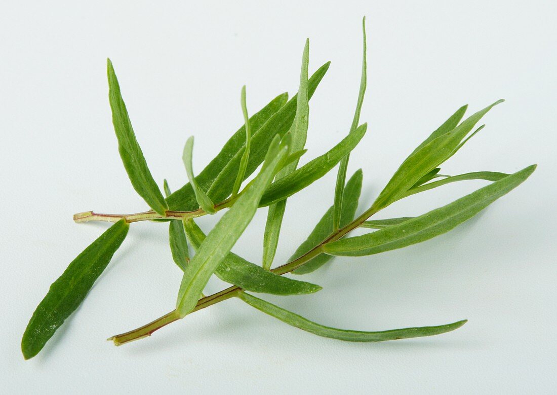 Tarragon