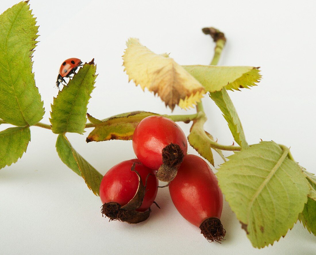 Rose hips