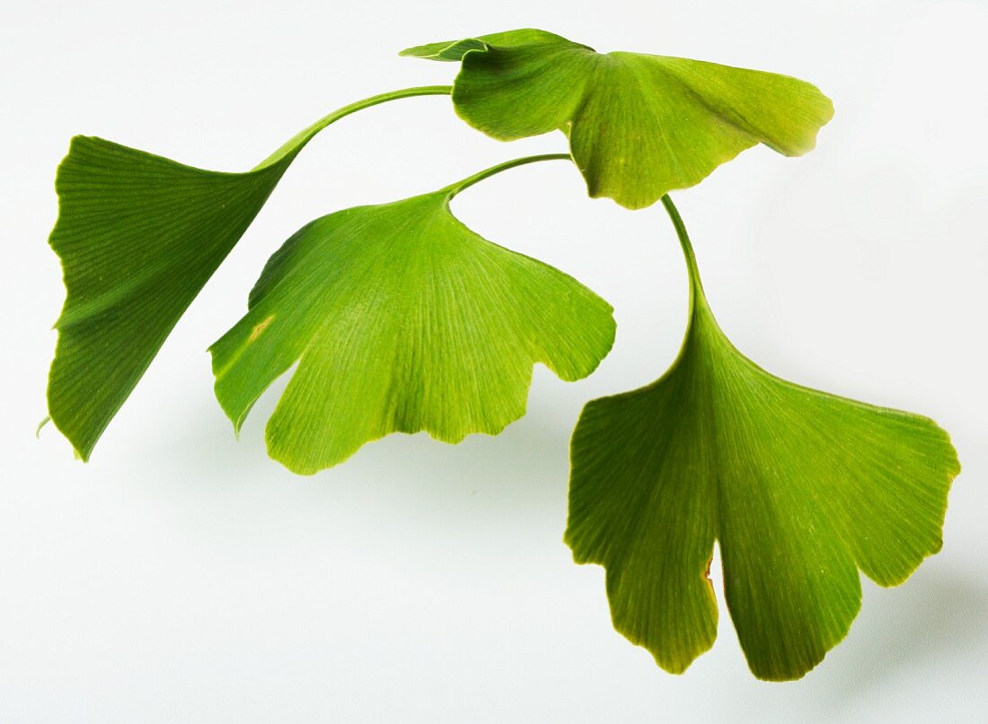 Ginkgo leaves