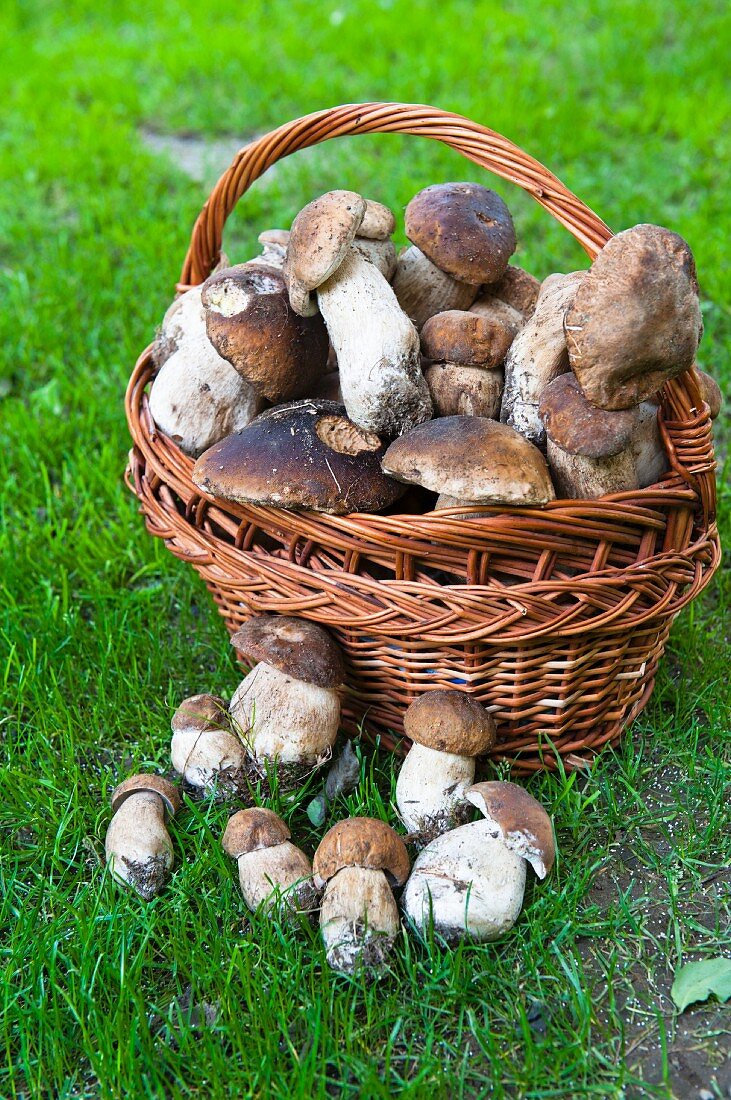 Ceps in basket, close-up