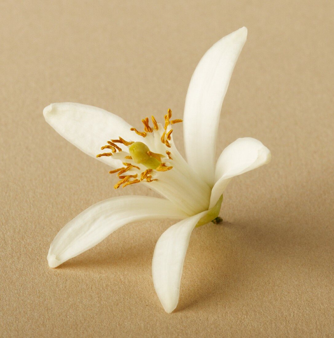 A citrus flower