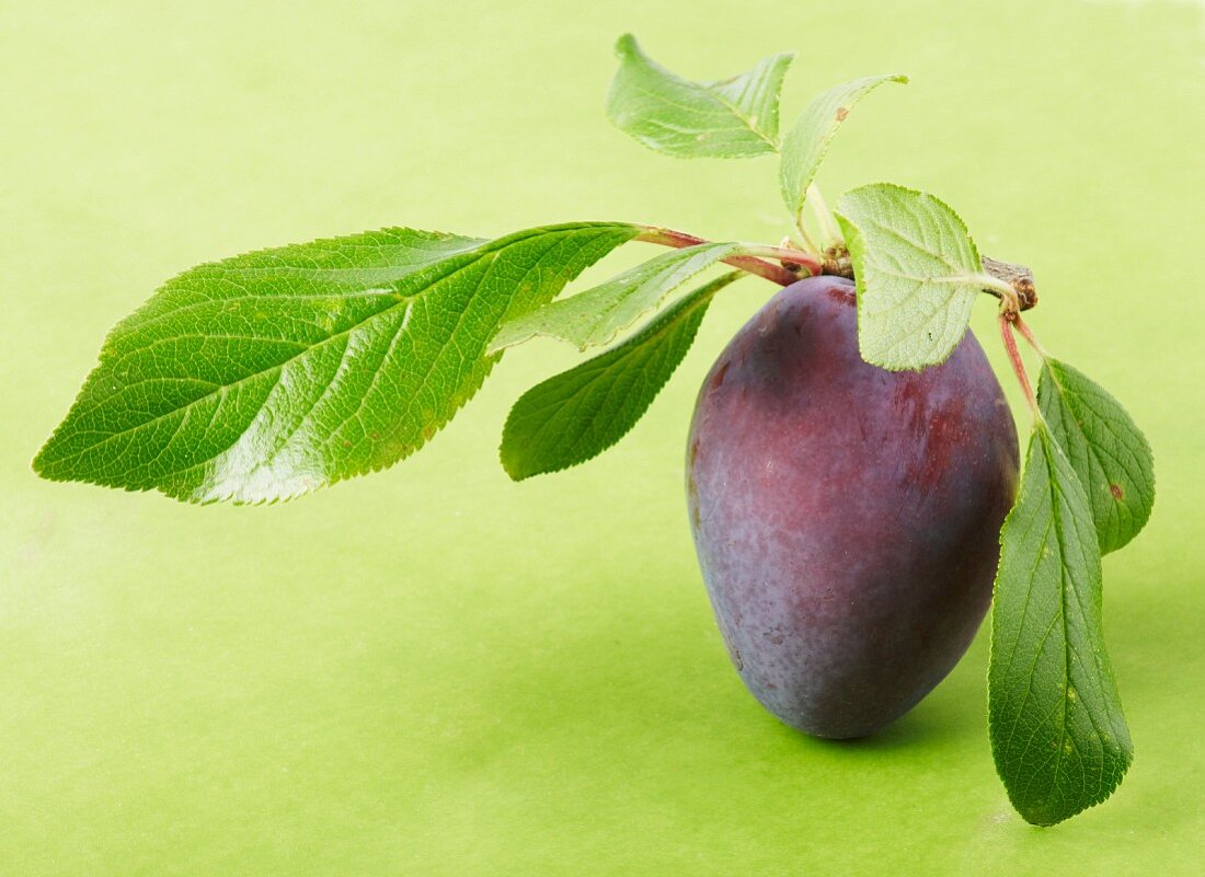 A plum with leaves