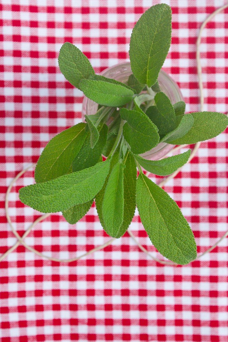 Sage (Salvia officinalis)