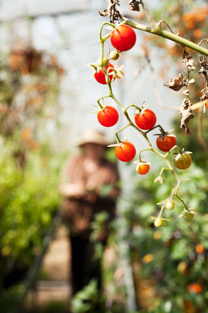 Cherry tomatoes in a greenhouse