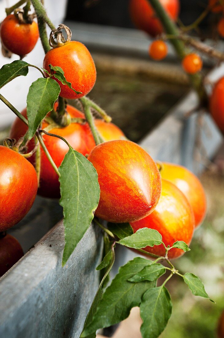 Tomatoes on the plant