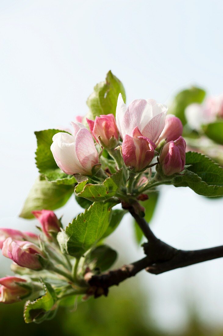 Apfelblüten am Zweig (Close Up)