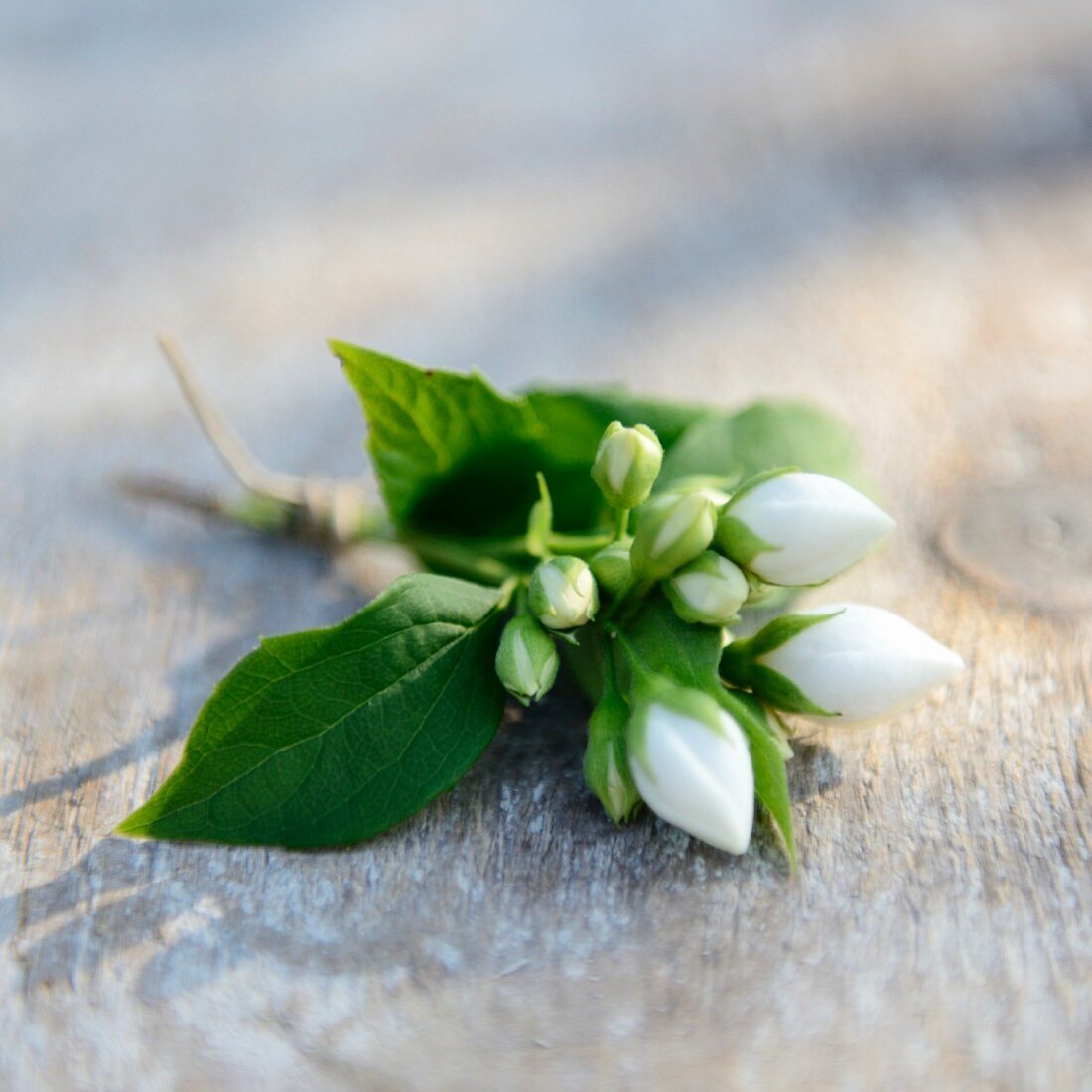 White jasmine flowers on wooden table