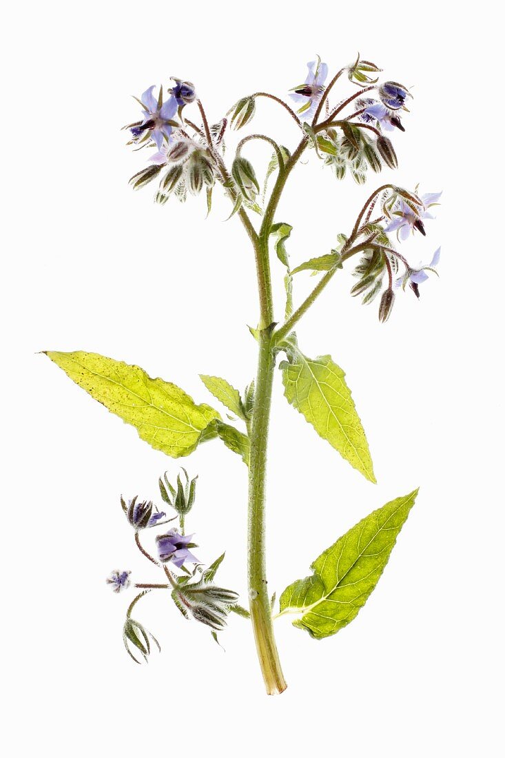 A sprig of borage with flowers