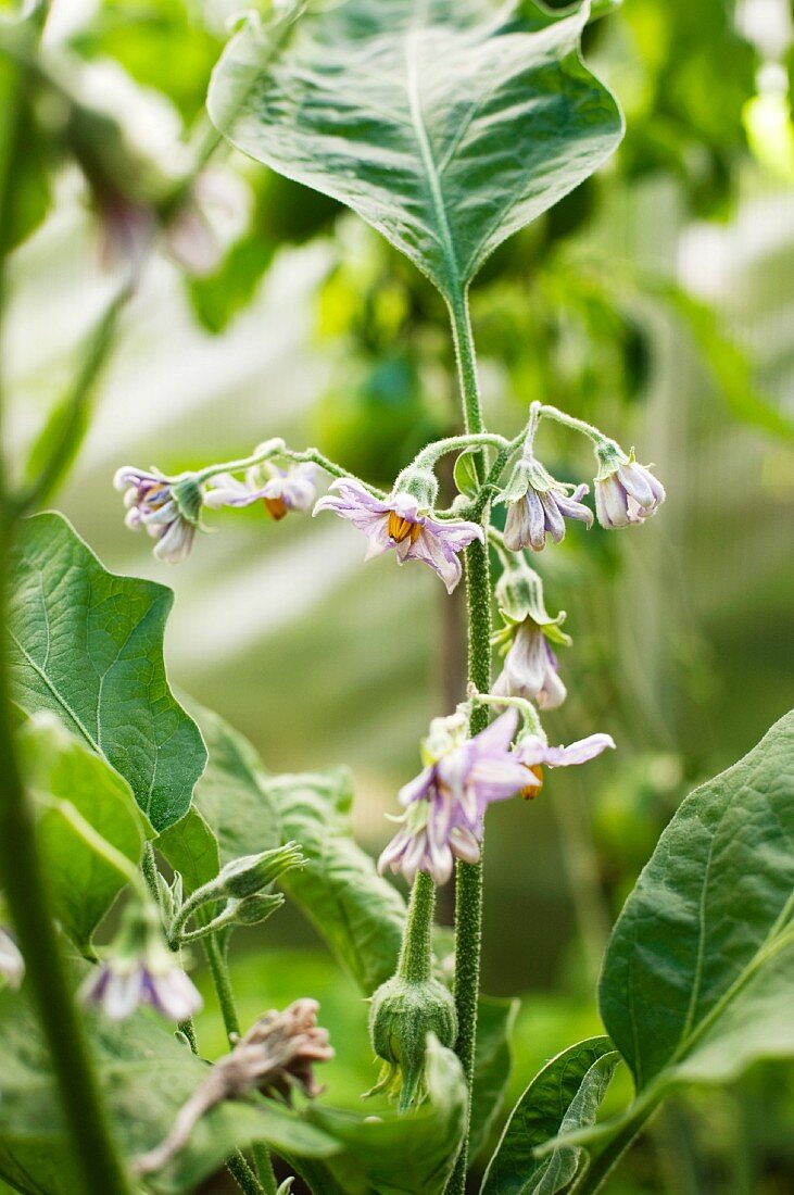 An aubergine plant with flowers in the garden