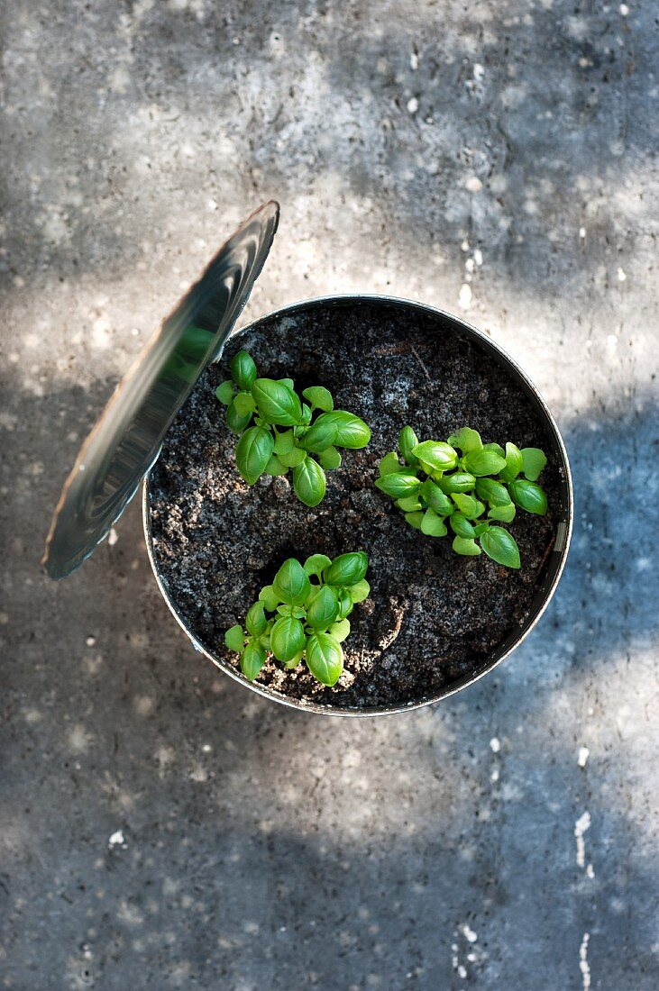 Basil growing in a tin (view from above)