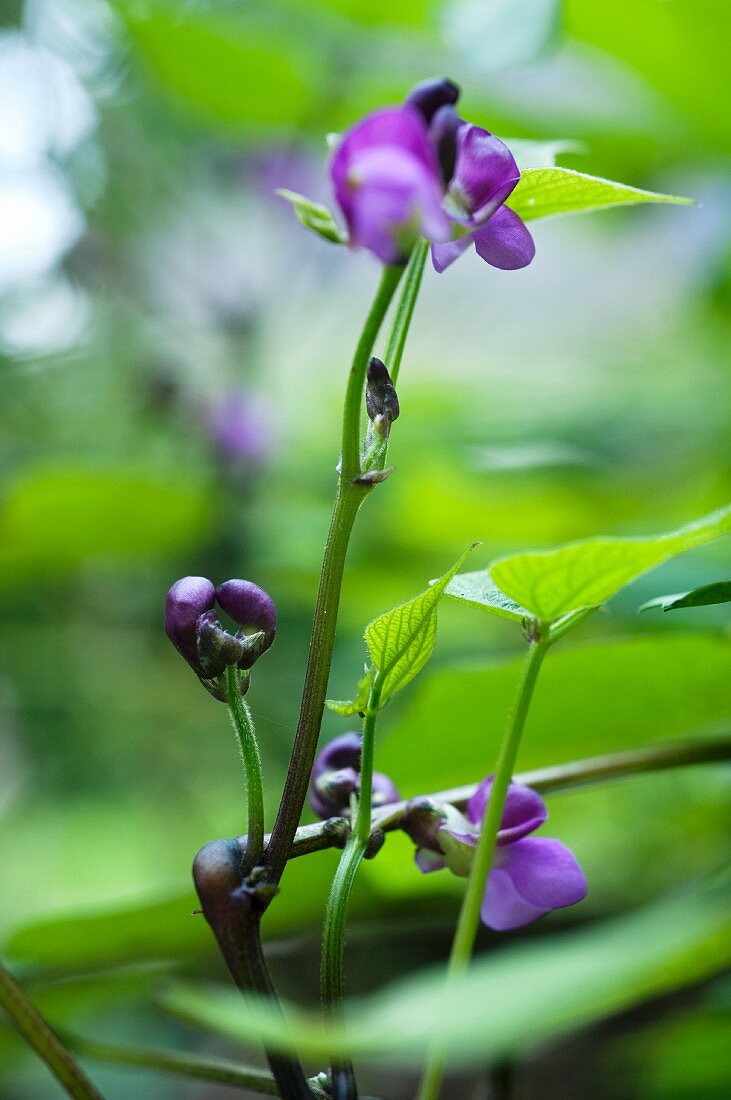 Violet bean flowers on the plant (close-up)