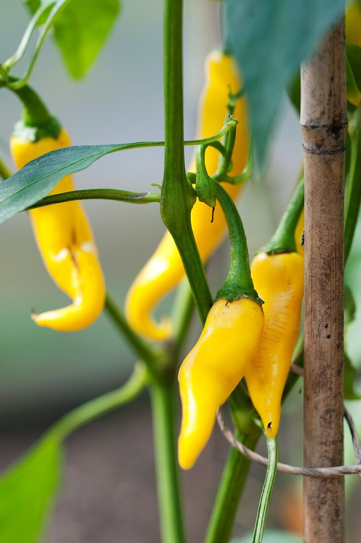 Gelbe Chilischoten (Sorte Golden Cayenne) an der Pflanze im Garten