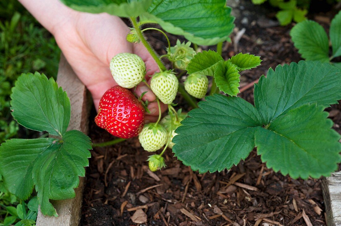 Hand greift nach reifer Erdbeere in Holzkiste