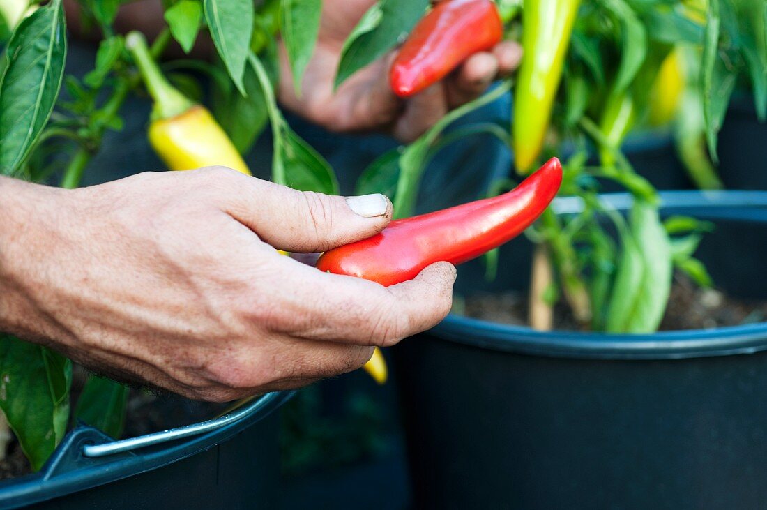 A hand harvesting pointed peppers