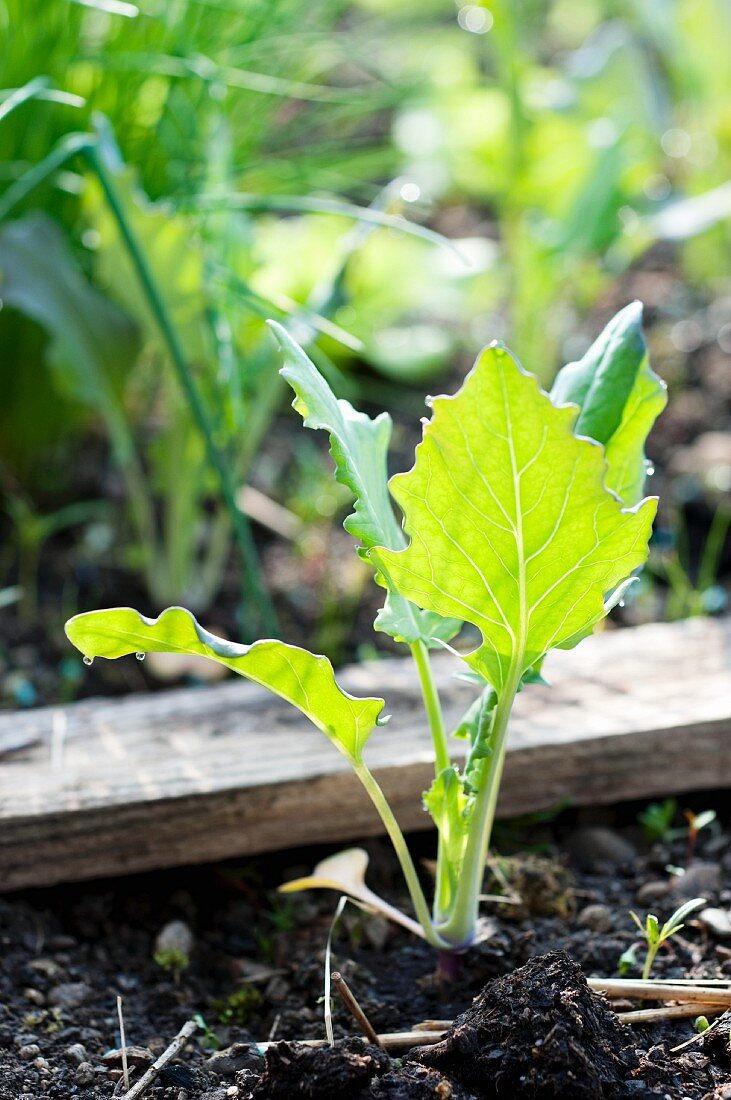 A kohlrabi plant in a vegetable bed (close-up)