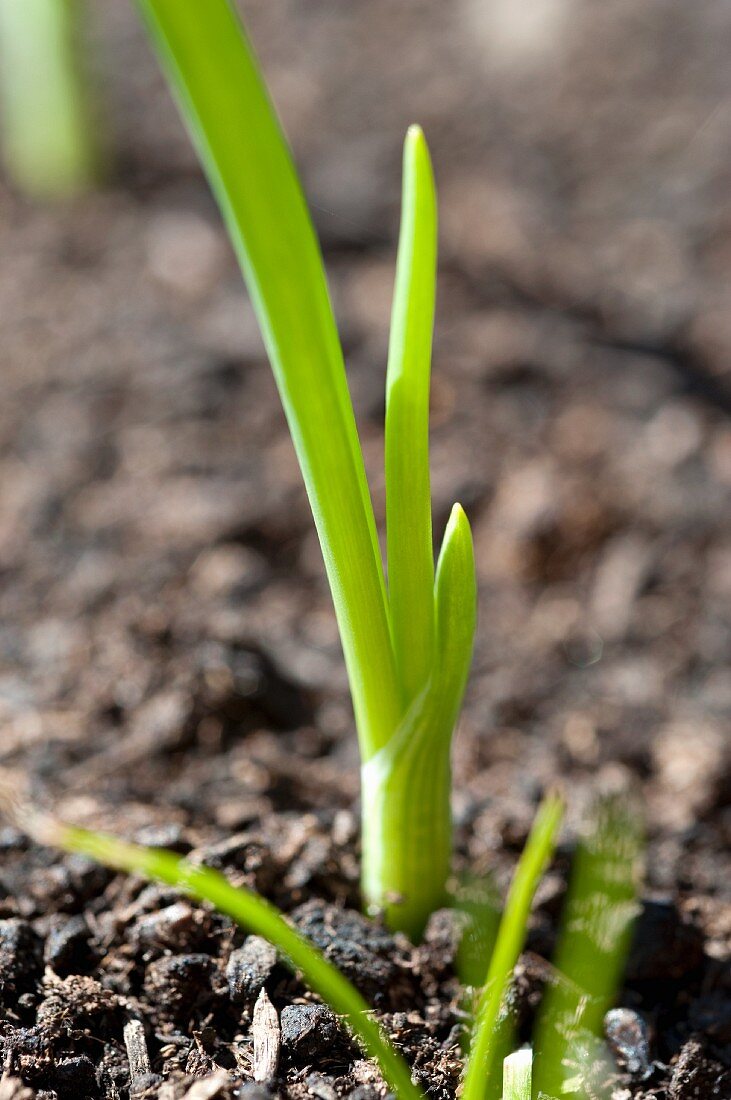 A sprouting spring onion in the soil