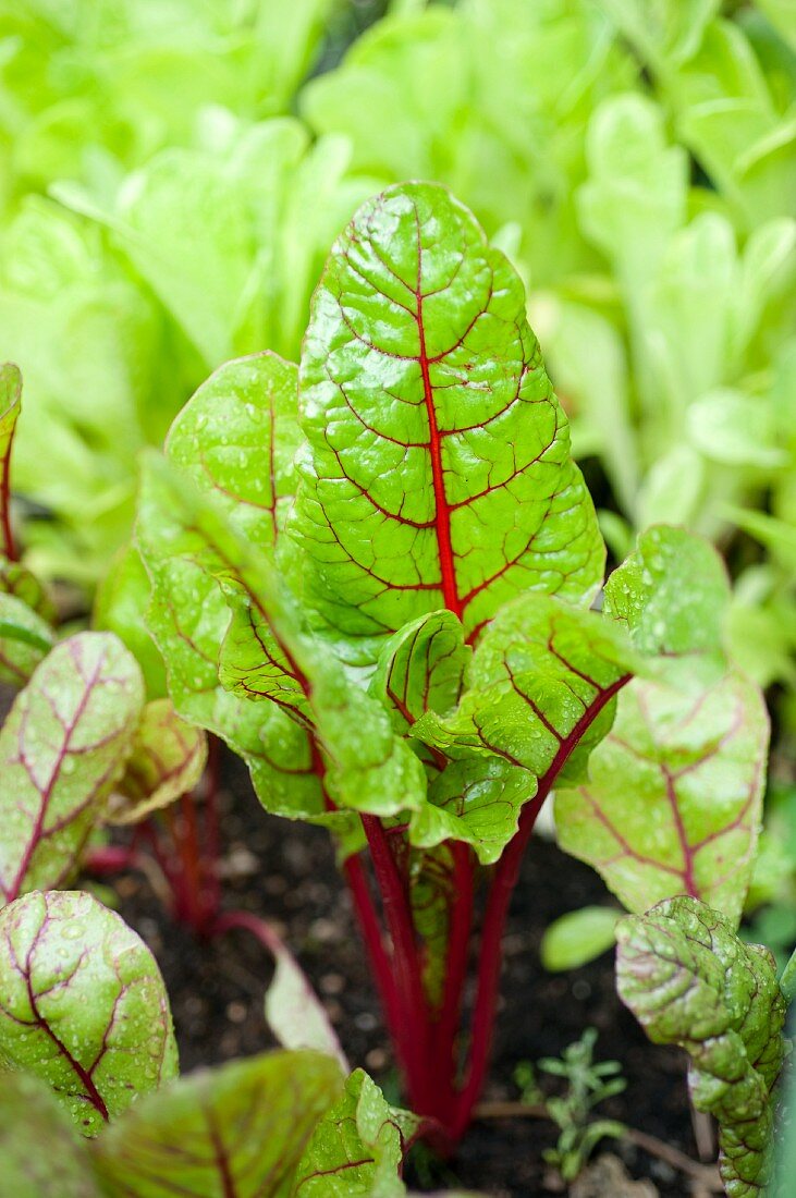 Red chard in a bed in the garden