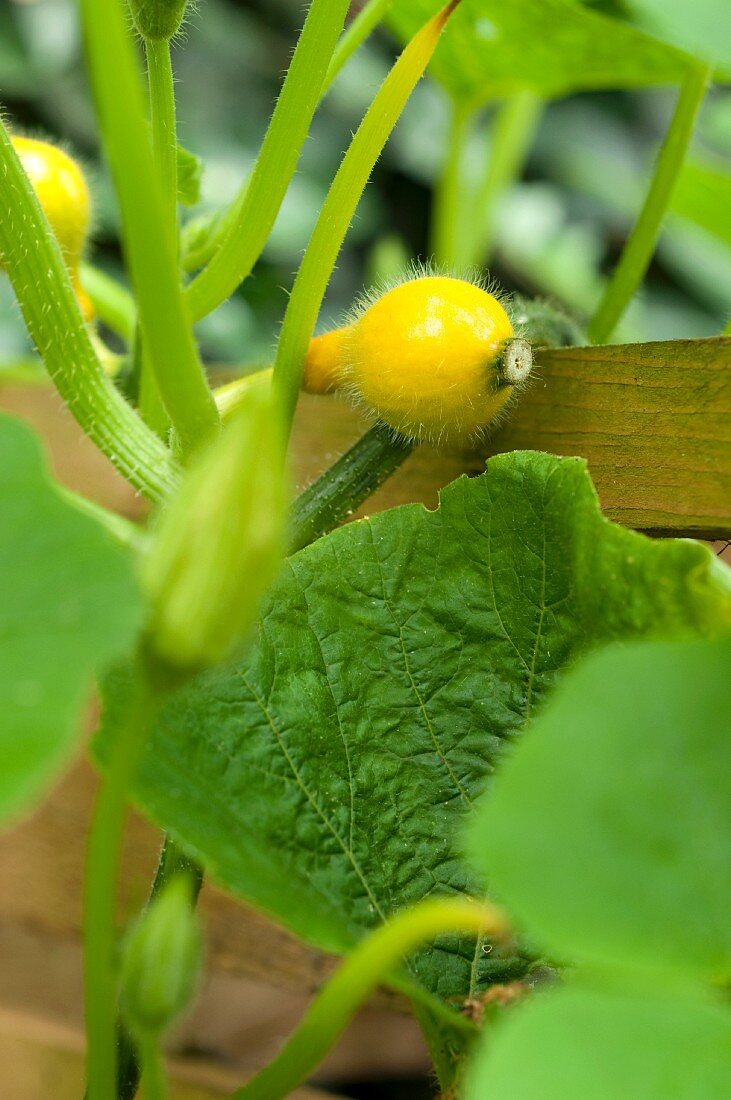 Kleine Hokkaidokürbisse an der Pflanze im Hochbeet