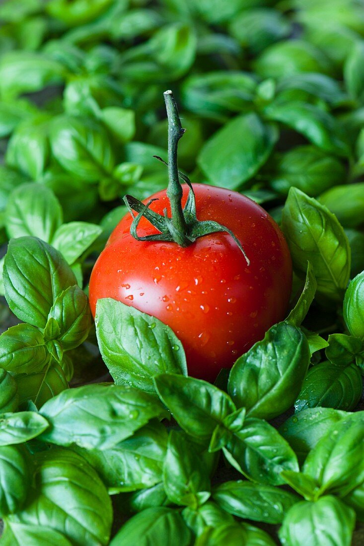 fresh single tomato with a stem amongst basil leaves