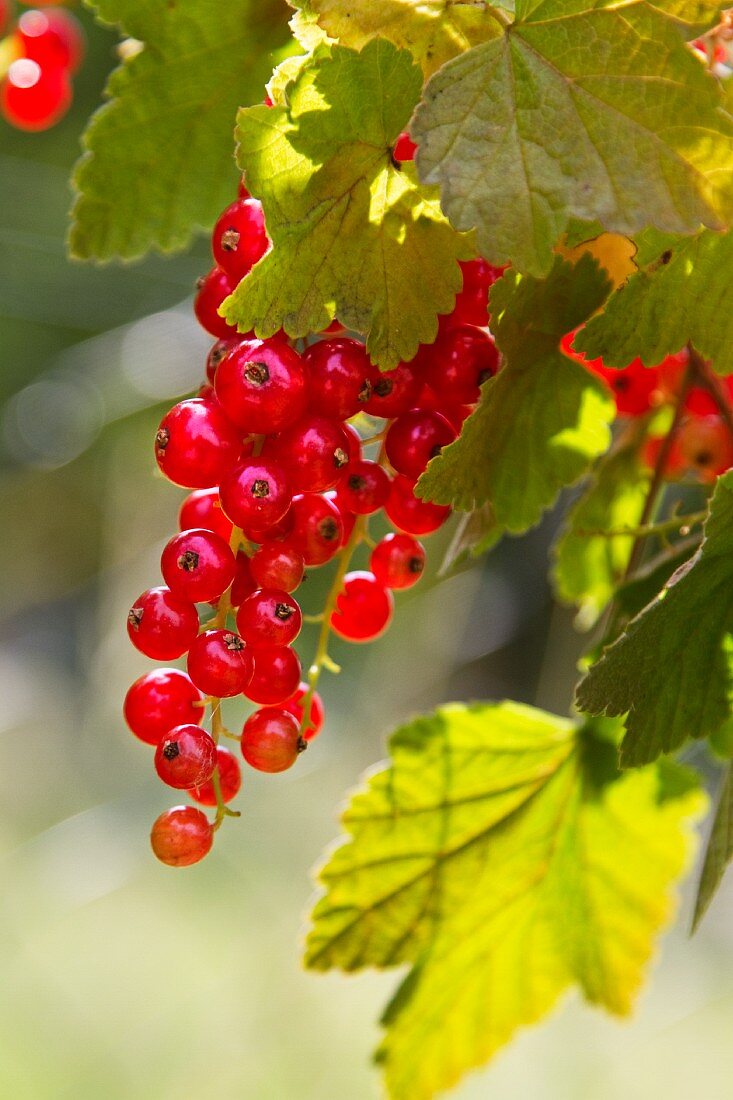 Rote Johannisbeeren am Strauch