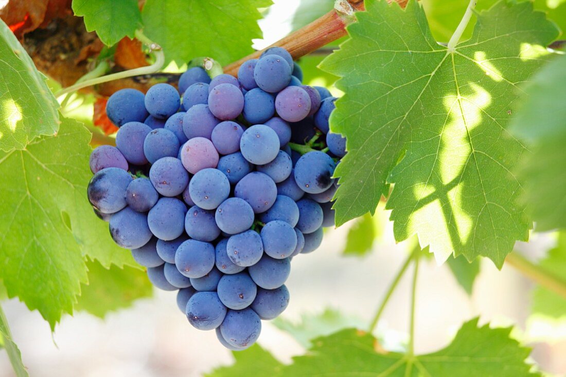 Black grapes on the vine