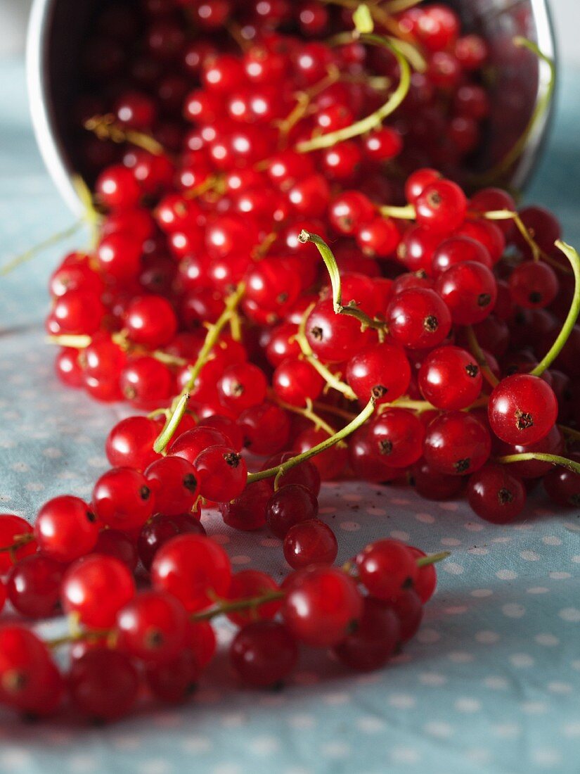 Redcurrants spilling out of a bucket