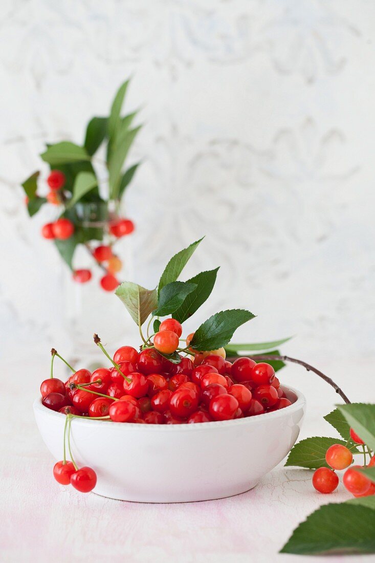 A Bowl of Fresh Picked Sour Cherries