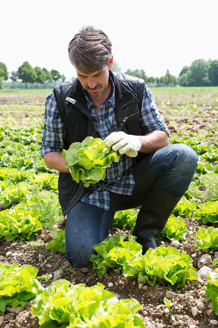 An organic farmer harvesting lettuce