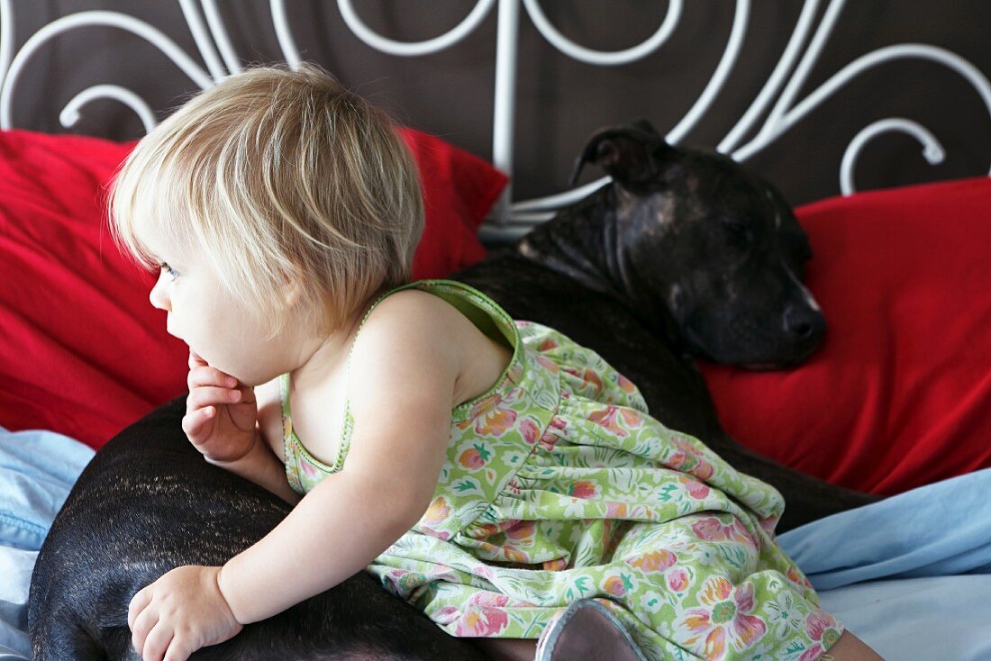 Dog and toddler lying on bed together