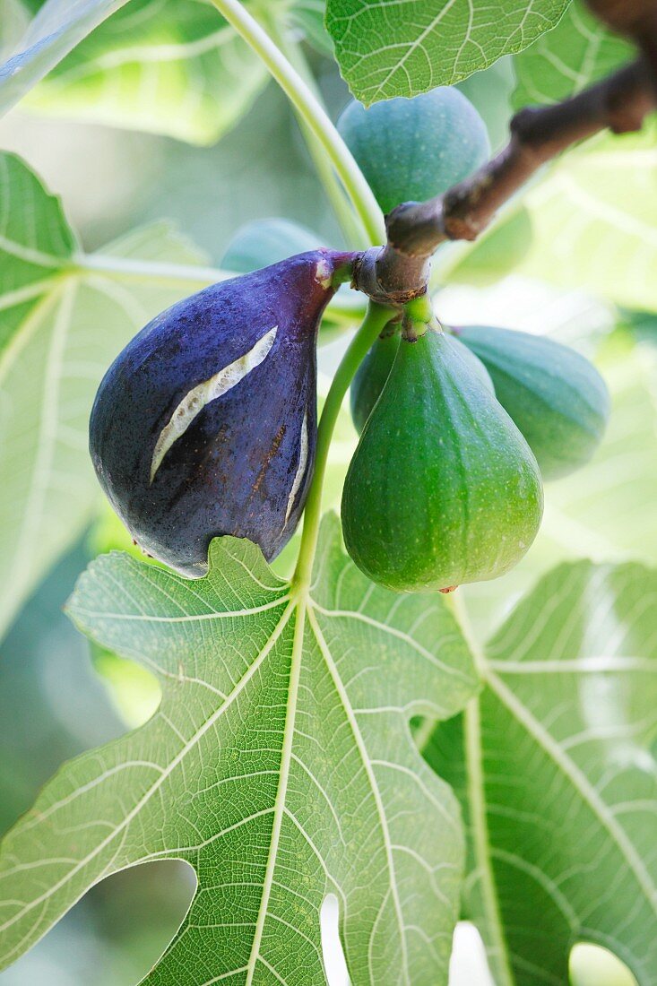 Frische Feigen am Baum (Close Up)