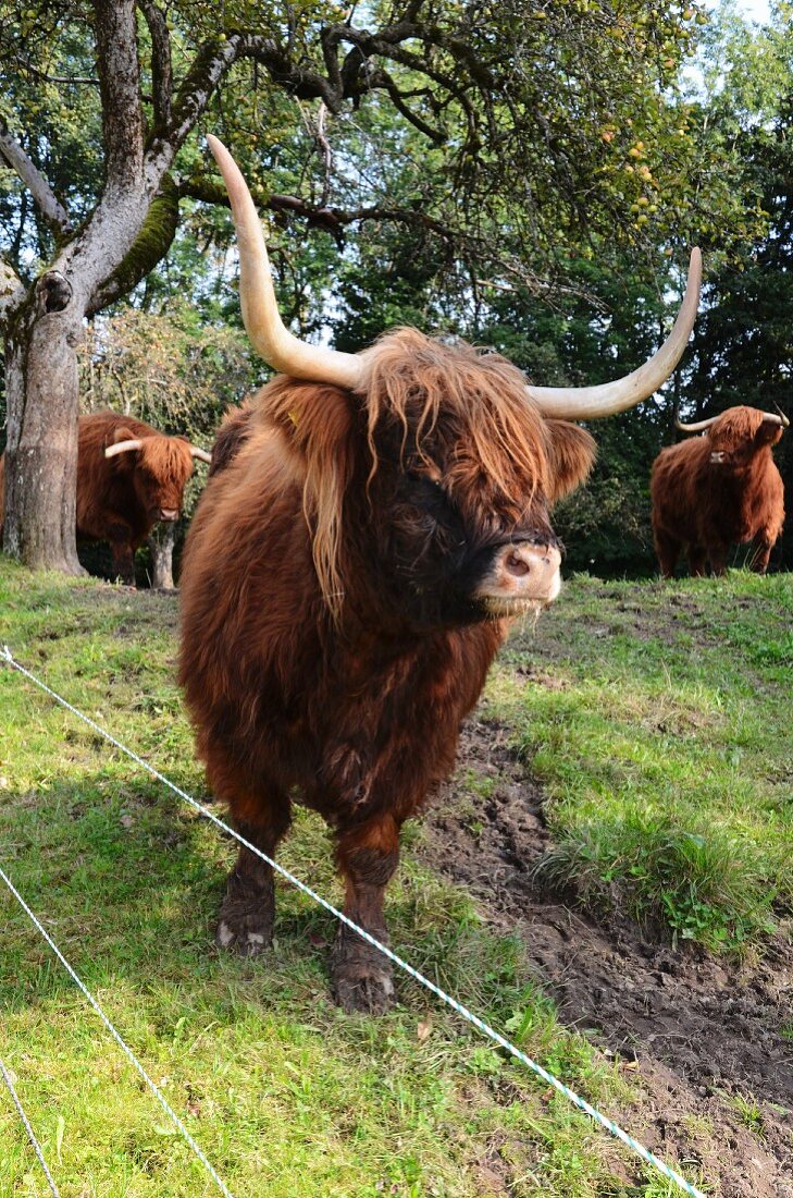 Scottish Highland cattle in the field