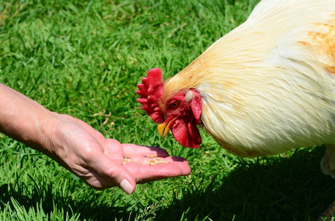 A chicken being fed grain