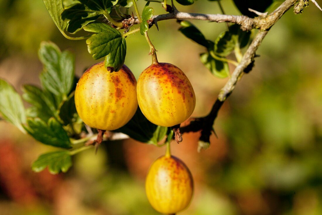 Gelbe Stachelbeeren am Strauch