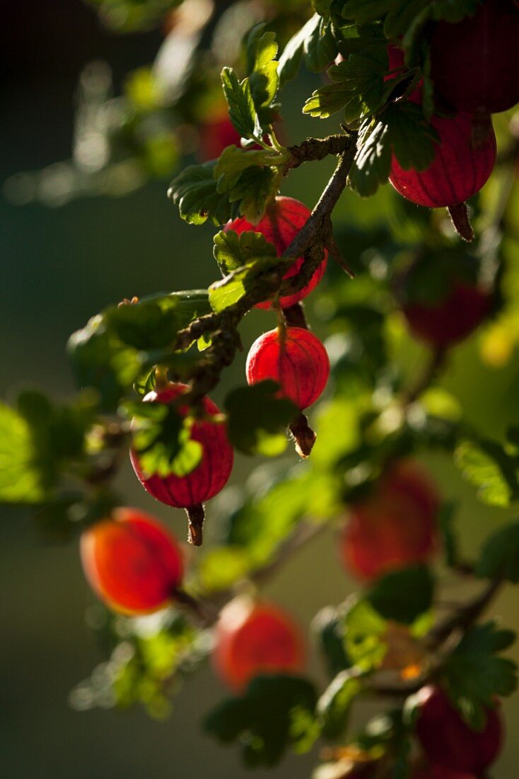 Rote Stachelbeeren am Strauch