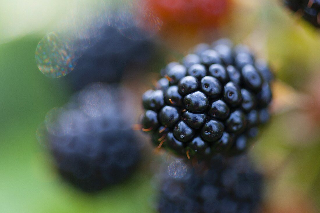 A blackberry on the bush (close-up)