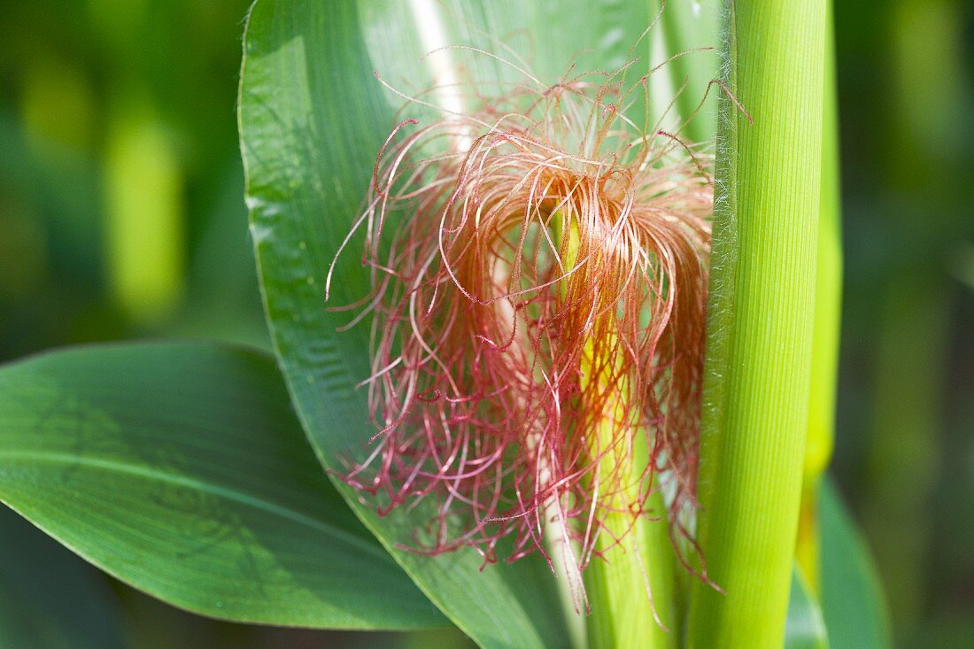 A corn plant in the field (close-up)