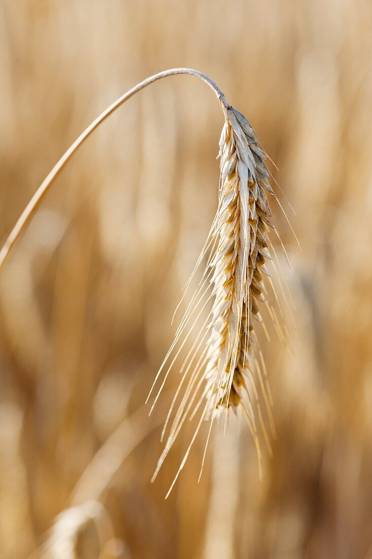 An ear of rye in the field (close-up)