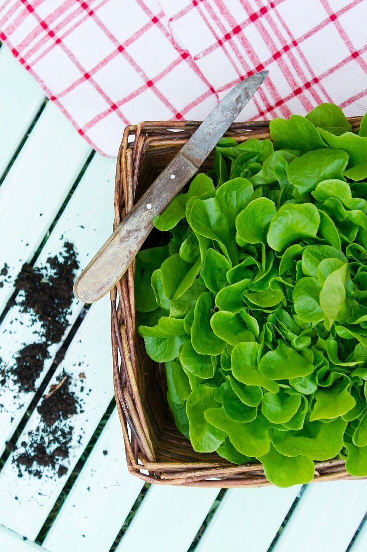 Frisch geernteter Blattsalat der Sorte Salanova in Körbchen (Aufsicht)