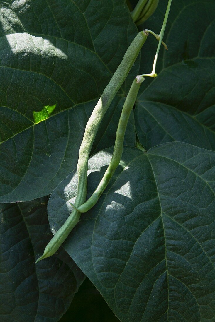 French beans on the plant